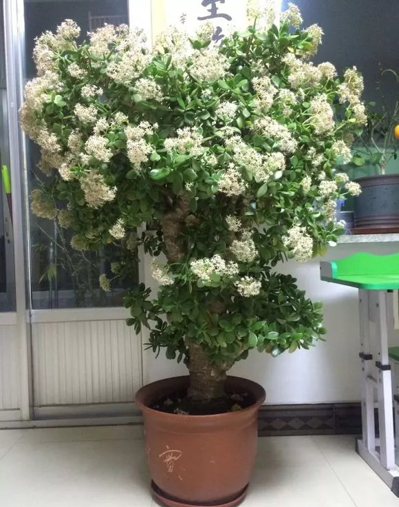 新手養花，首選這10種，一個月不澆水也死不了，幹養少管易開花