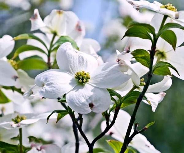 四照花～春有亮葉，夏花如蝶，秋有紅葉紅果，極具觀賞價值