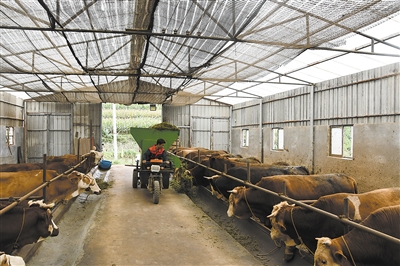 宣威東山種植紅象草 帶動肉牛養殖 宣威東山種植紅象草 帶動肉牛養殖