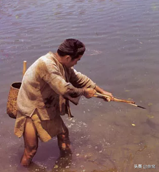 武昌魚和鯿魚,釣魚人還能傻傻分不清? 武昌魚和鯿魚,釣魚人還能傻傻分不清?