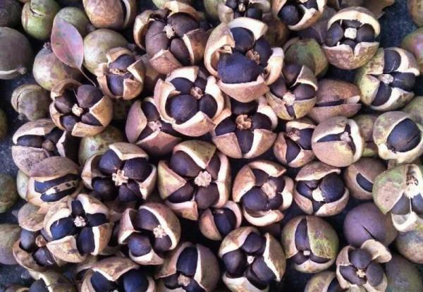 當年湘南農村的“茶籽”樹，漸行漸遠……