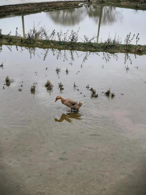 外婆家的可愛鴨鴨