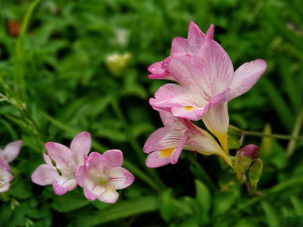 種一盆又香又美的花,花香縈繞,令人心情美麗愉悅 種一盆又香又美的花,花香縈繞,令人心情美麗愉悅