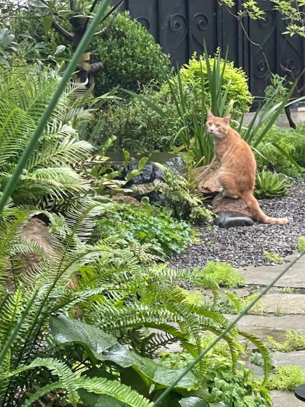 住在上海鬧市400平的房子裡，花開不敗，開窗見池塘，太羨慕了