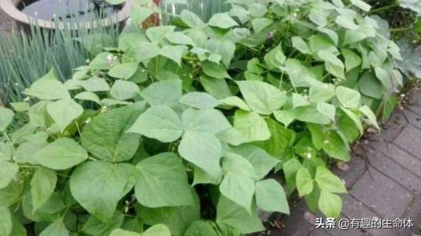 這14種豆類糧食你見過幾種，吃過幾種呢？很多人分不清是什麼豆子