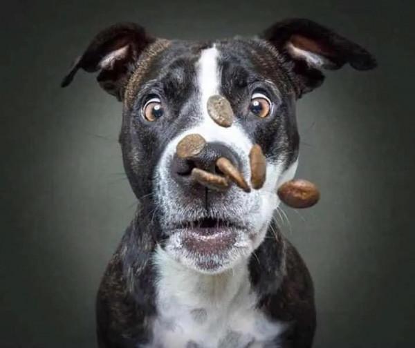 攝影師捕捉到的狗狗搶食的嘴臉，你還覺得它們可愛嗎？