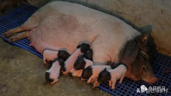 巴馬香豬:美食成就產業之美 巴馬香豬:美食成就產業之美