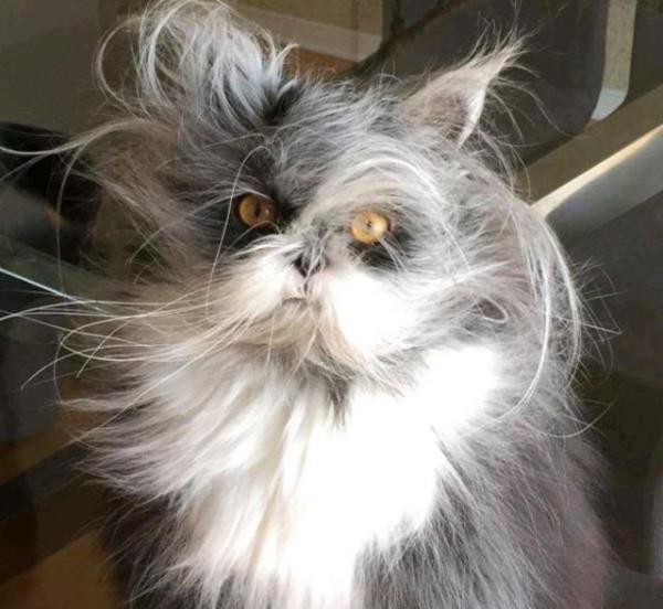 我尋思一隻貓能有多“潦草”，直到我看到了這隻貓