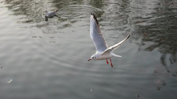 《冬日裡的鏡頭》之三：精靈鷗寶篇