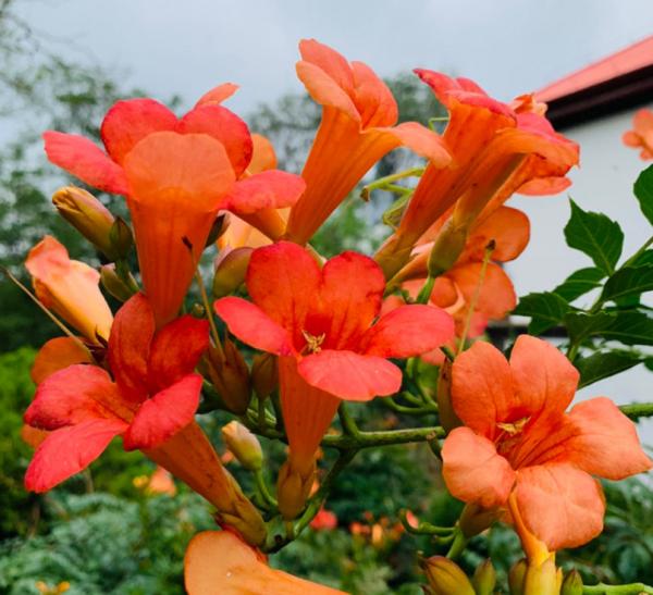 院子裡養棵凌霄花，嗖嗖爬上牆，滿枝條都是花