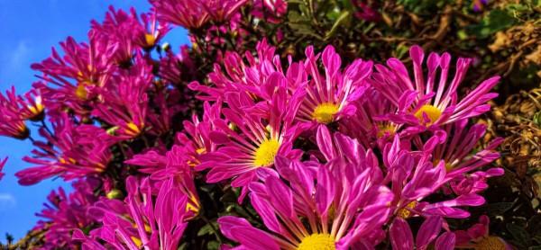 秋天的“花園新三寶”，有了它們，秋色滿園不是夢