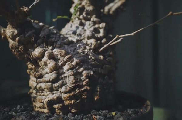 塊根｜在水泥世界中綻放的生命花火