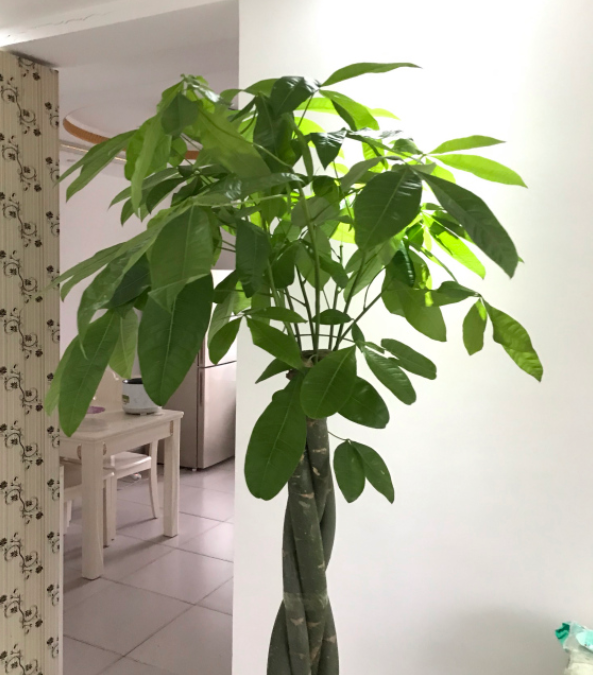 5種“懶人花”,自身有“儲水器”,一個月不澆,一樣長爆盆 5種“懶人花”,自身有“儲水器”,一個月不澆,一樣長爆盆