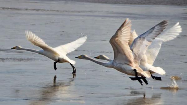 水鏡波光鴻影飛——阿旗沙壩天鵝掠影 水鏡波光鴻影飛——阿旗沙壩天鵝掠影