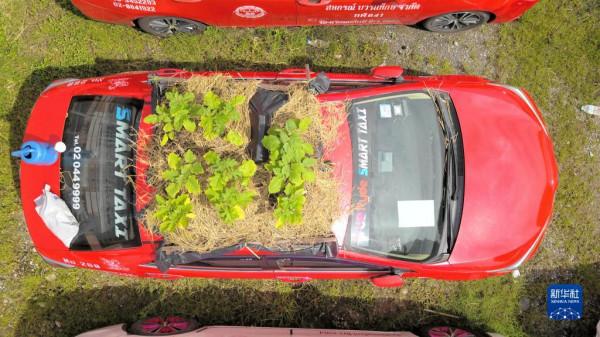 曼谷：疫情下出租車變“菜園”