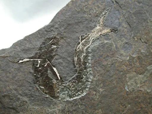 脊椎動物崛起，目標征服陸地——泥盆紀