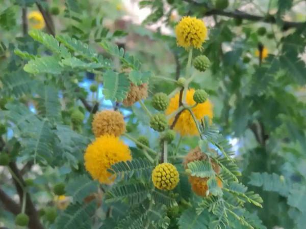 實用分享丨30款大型開花樹種介紹,白似雪、黃似陽、紅似霞,美翻 實用分享丨30款大型開花樹種介紹,白似雪、黃似陽、紅似霞,美翻