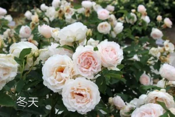 木村卓功及木村系列月季品種（4）