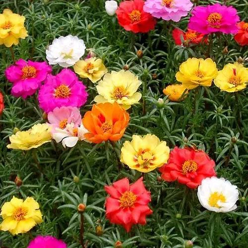 太陽花裡的翹楚一一鬆葉牡丹