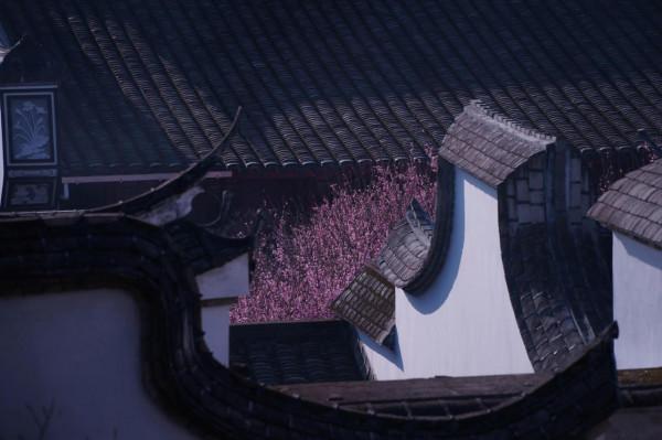 古寺梅花開，花期正當時