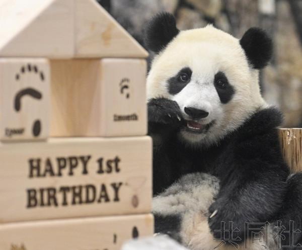 日本和歌山大熊貓迎來生日 獲贈櫻花形狀冰塊等禮物