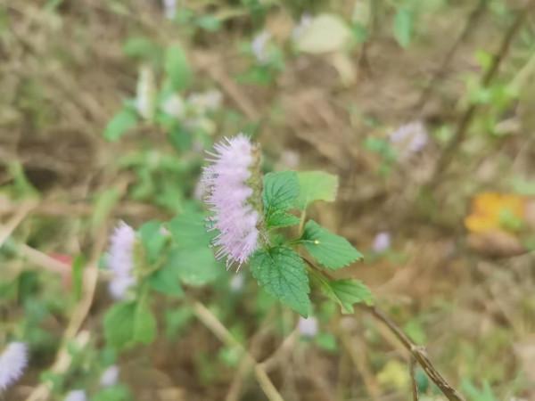 它叫“牙刷草”，真的能“刷”去口臭，還能祛溼、消胃脹！