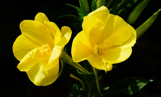 婉似清麗落凡間——晚櫻草