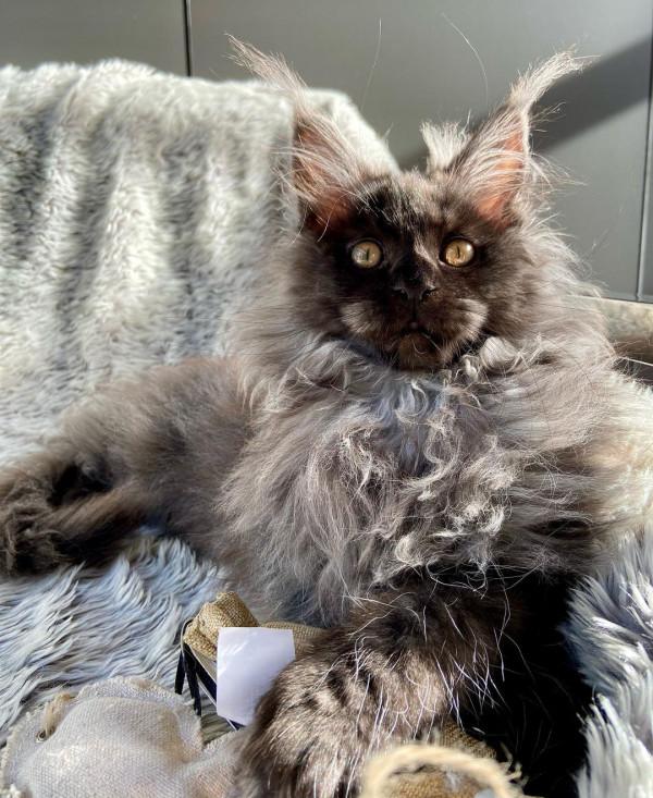 外國妹子養了只猴裡猴氣的緬因喵,這畫風,太大佬了 外國妹子養了只猴裡猴氣的緬因喵,這畫風,太大佬了