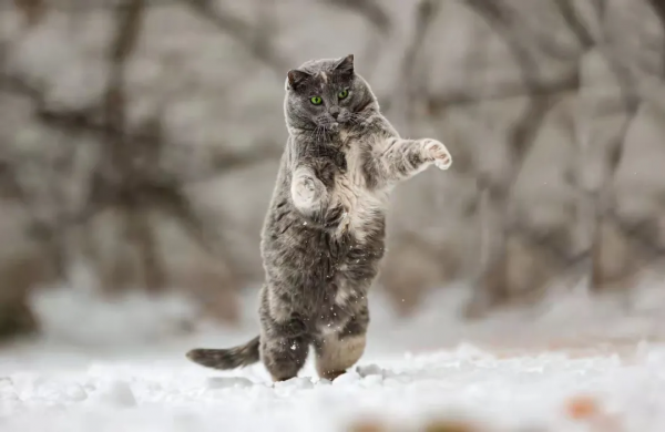 《論“肚腩”對小貓咪的重要性》