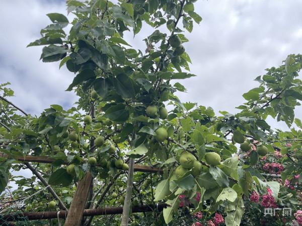 「走進鄉村看小康」西藏塔巴村：村美陶美人更美