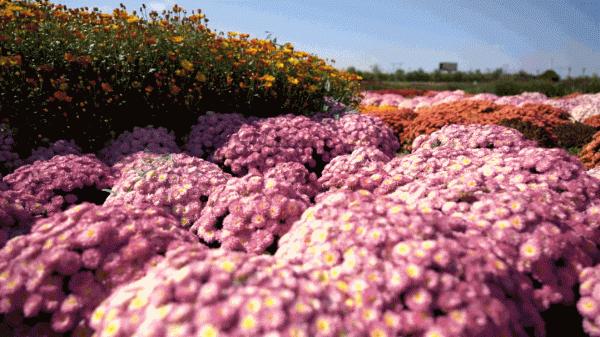 19日開幕！1086種菊花！快來新疆這裡賞菊花展