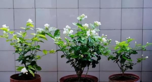 這4種花超愛“雨水”,下雨就搬出去,淋幾次就爆盆,越淋越旺 這4種花超愛“雨水”,下雨就搬出去,淋幾次就爆盆,越淋越旺