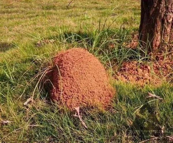 防蟲害，防治紅火蟻