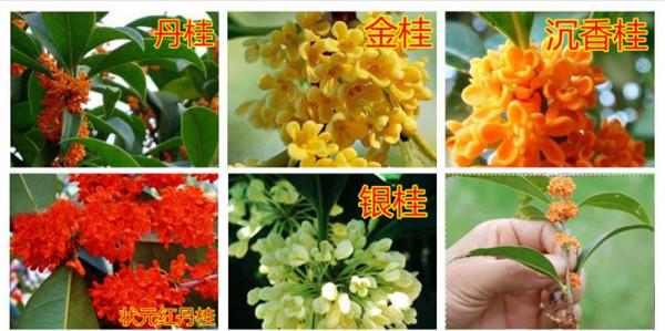 有院子就種“五種樹”,“老祖宗”留下的吉祥話,不是沒有道理 有院子就種“五種樹”,“老祖宗”留下的吉祥話,不是沒有道理