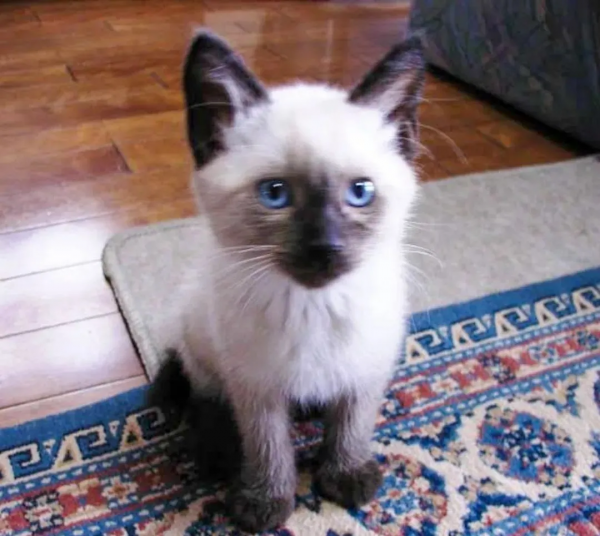 “下輩子,我再也不養暹羅貓了!” “下輩子,我再也不養暹羅貓了!”