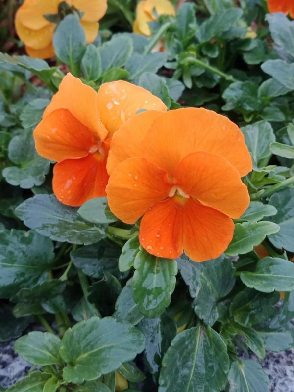 這可以說是真正的輕而易舉了 這可以說是真正的輕而易舉了