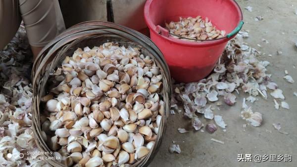 播種大蒜做好這四個步驟,徹底解決出苗慢,而且苗齊、苗壯 播種大蒜做好這四個步驟,徹底解決出苗慢,而且苗齊、苗壯