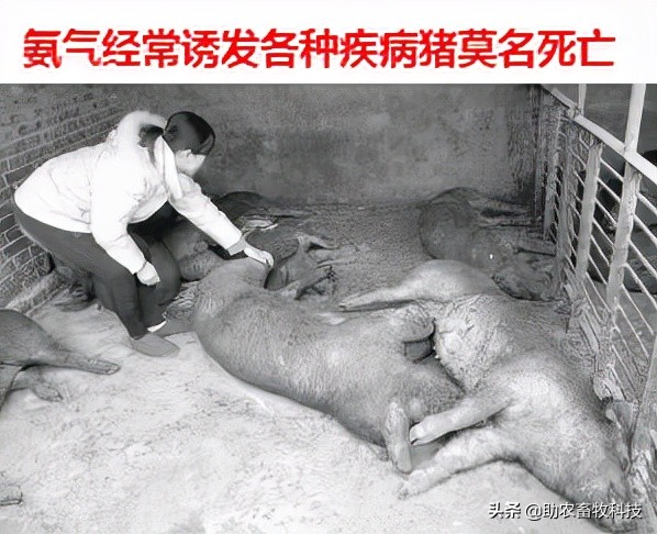 豬場臭味氨氣簡單的解決方案,不投入設施還能夠降本增效 豬場臭味氨氣簡單的解決方案,不投入設施還能夠降本增效