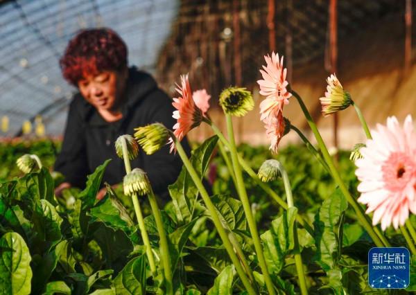 “小雪”農事忙