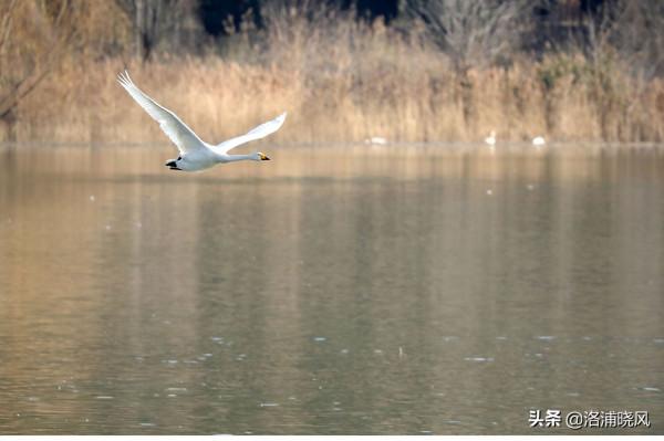 家鵝與天鵝是近親嗎？兼談家鵝與天鵝的區別