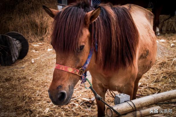 曾經的動物，北京七八十年代的近郊，你還有印象嗎？