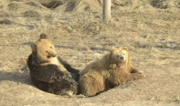 中國“最窮”的動物園 在中國最高的地方