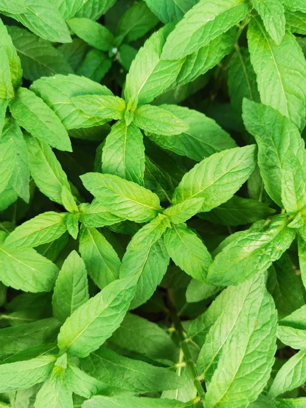 常見的8種植物，也是中藥，養在家裡特養人