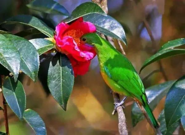 50只美麗的鳥兒，鳥語花香，鶯歌燕舞，真的太美了