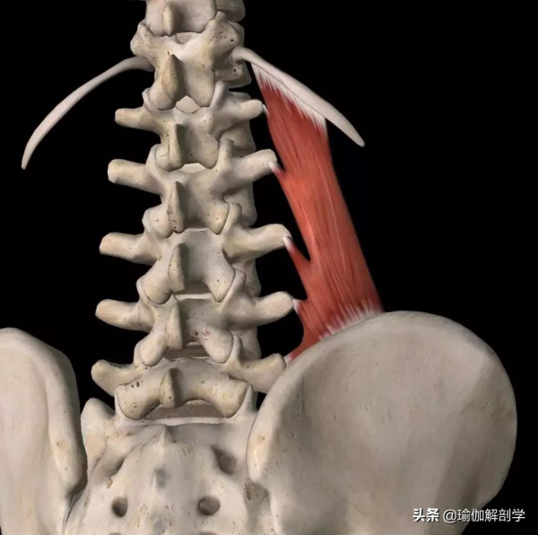 10個動作拉伸&;加強腰方肌,緩解腰痛,瘦側腰效果槓槓滴 10個動作拉伸&;加強腰方肌,緩解腰痛,瘦側腰效果槓槓滴