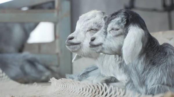 成武大學生返鄉當&OpenCurlyDoubleQuote;羊倌&rdquo;