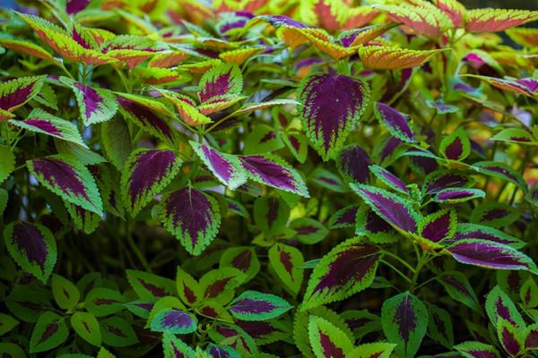 色彩豔麗的草——彩葉草