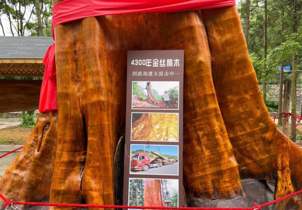 一棵樹價值2.5億，樹苗一棵只要十多塊，這麼珍貴為何沒人種植？