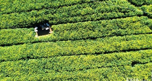 今天，宜到玉溪的油菜花田感受春天