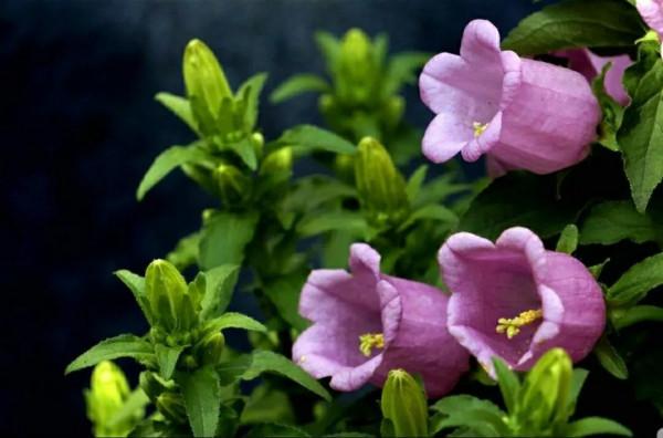 鈴兒響叮噹，迷你三胞胎：風鈴草，鈴蘭，鈴鐺花。你能分清嗎？